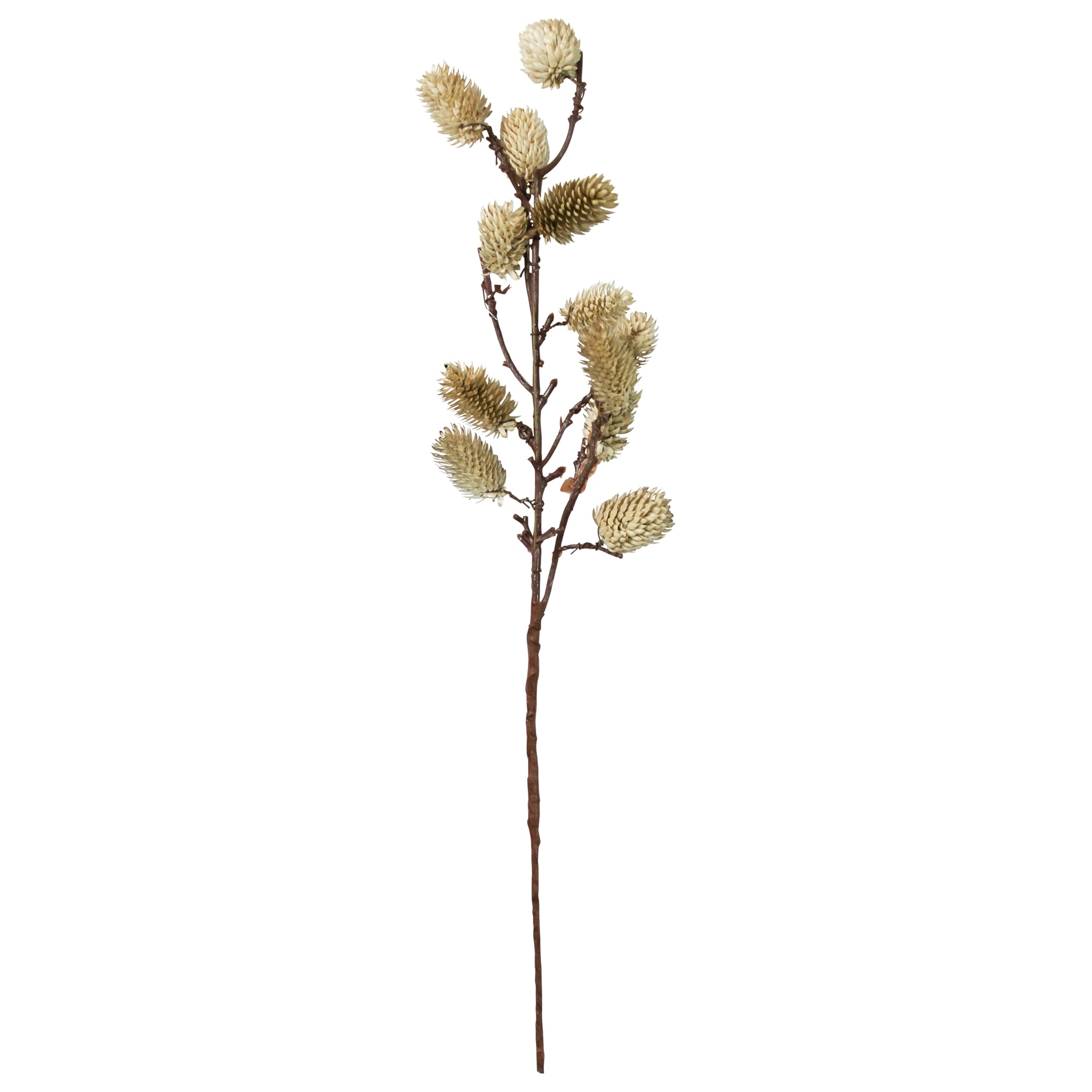 Botanical Stem | Brown or White Sage