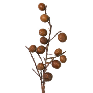 Botanical Stem | Chinaberry