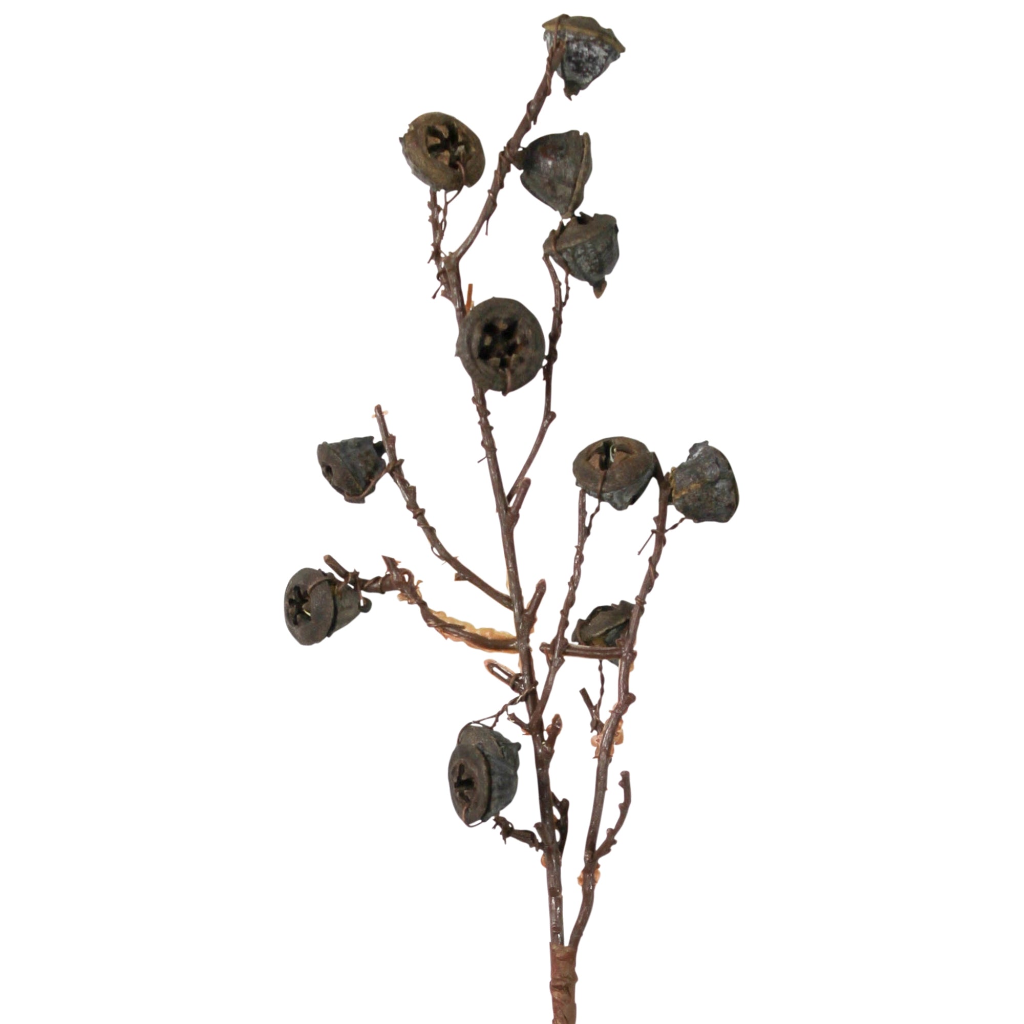 Botanical Stem | Eucalyptus Pod