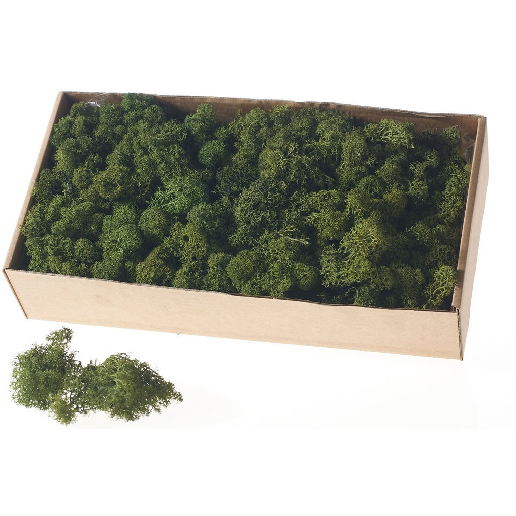 Reindeer Moss