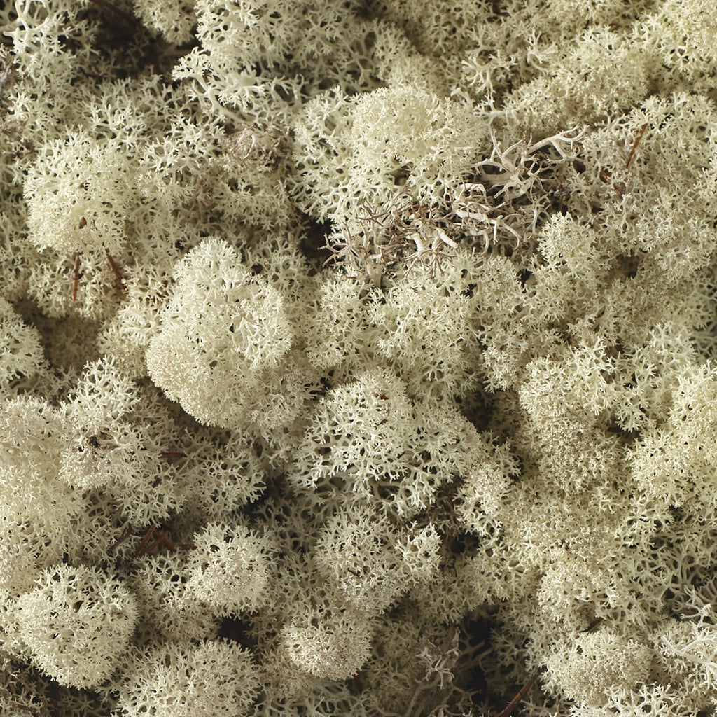 Reindeer Moss