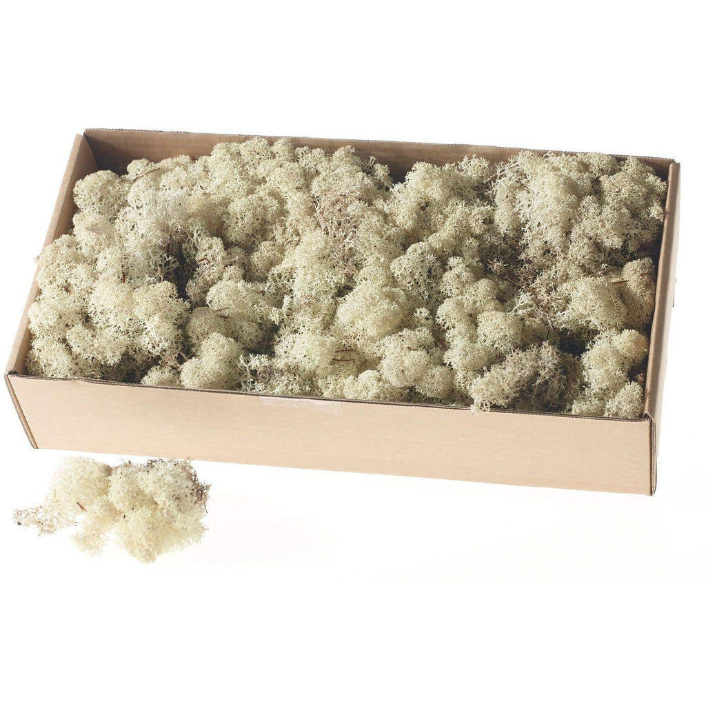 Reindeer Moss