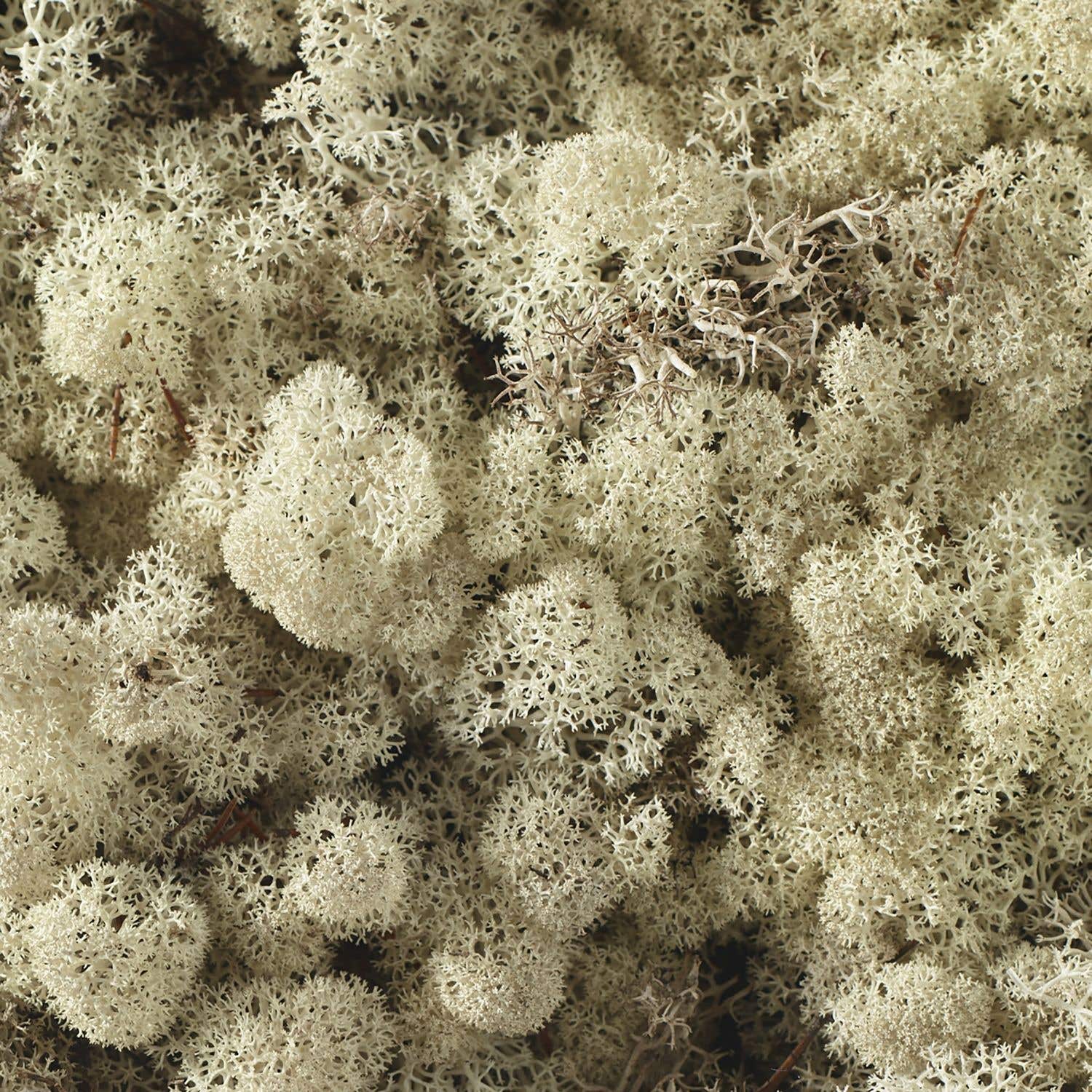 Reindeer Moss