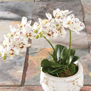 Phalaenopsis Orchid Drop-In 16" | Speckled