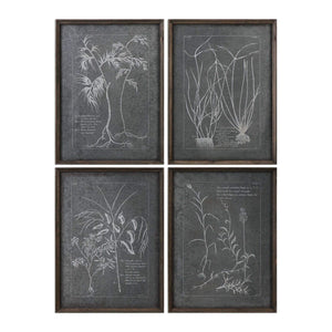 Root Study Framed Prints