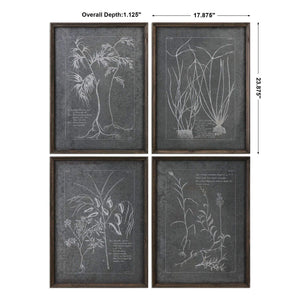 Root Study Framed Prints