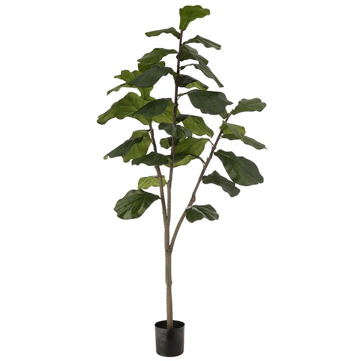 Potted Fiddle Leaf Fig Tree