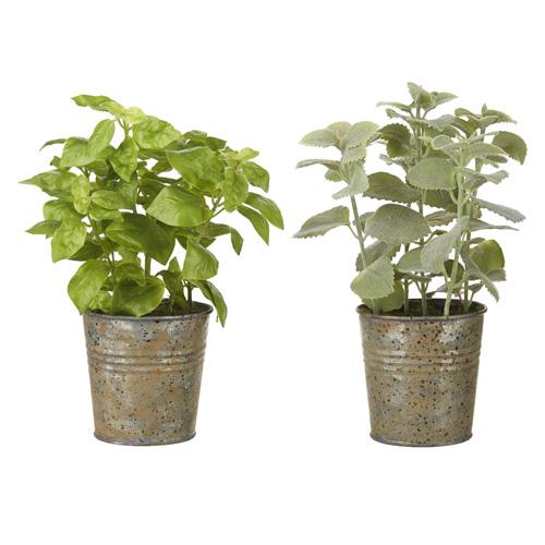 Potted Herbs