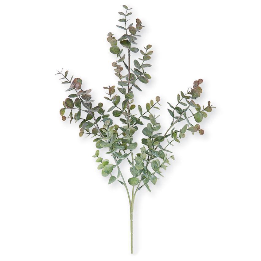 Eucalyptus Leaf Branch