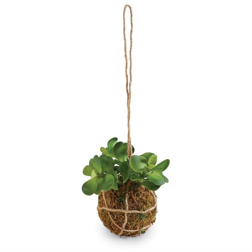 Hanging Succulent Drop-In