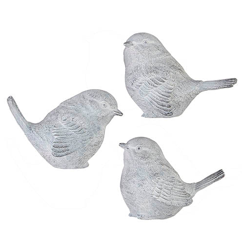 Gray Wash Bird