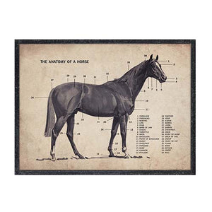 Anatomy of a Horse Framed Print