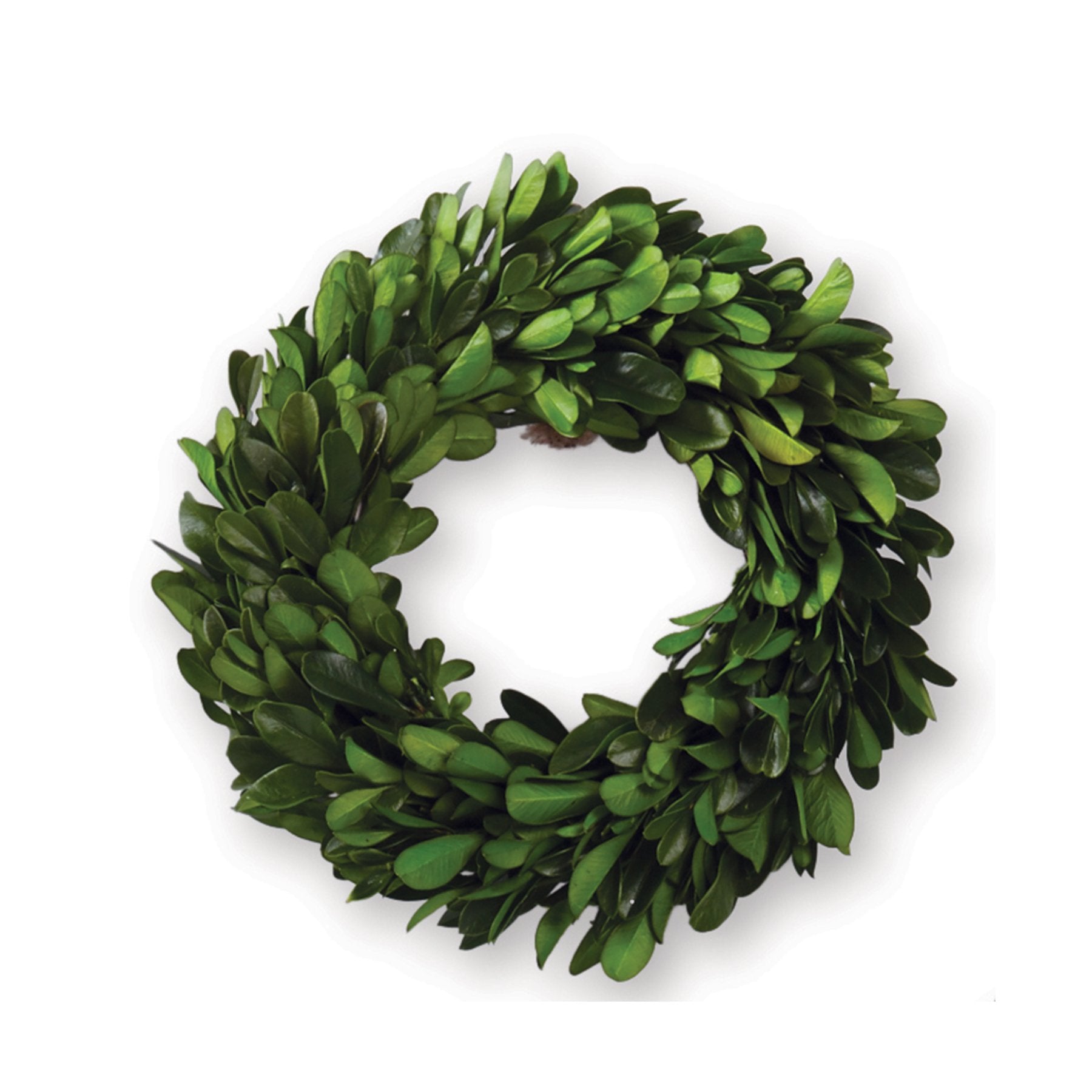 Mini Boxwood Preserved Wreath - Small