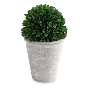 Short Ball Preserved Boxwood Topiary