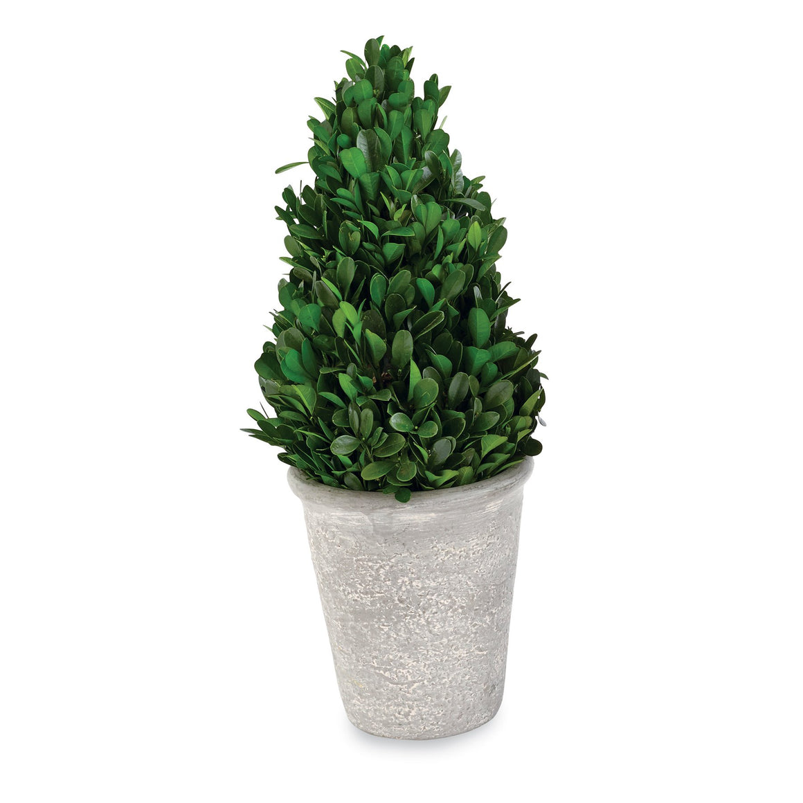 Cone Preserved Boxwood Topiary