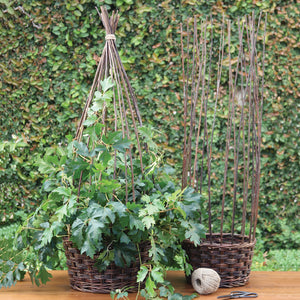 Willow Gathered Baskets | Natural