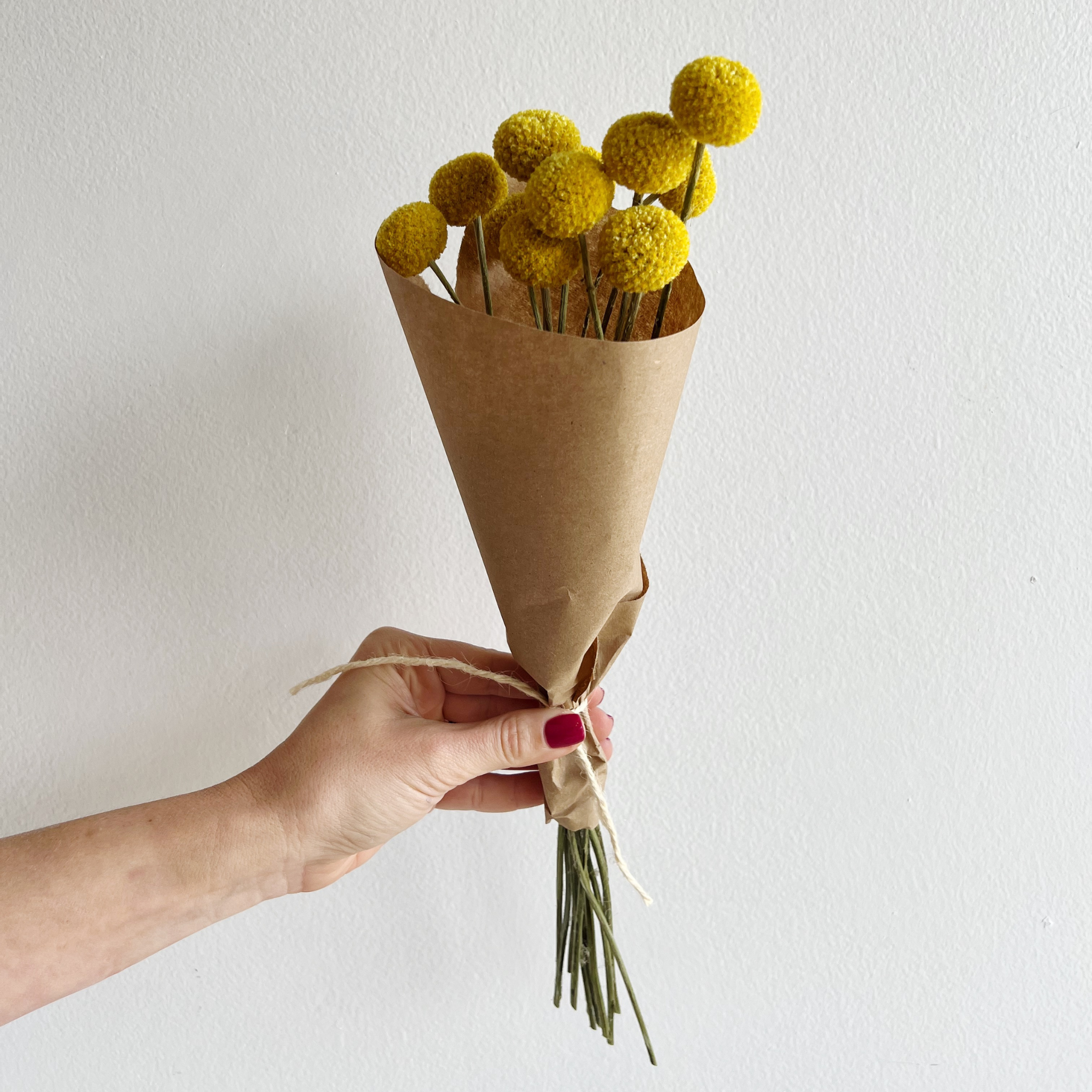 Everyday Dried Flower Bunch | Craspedia