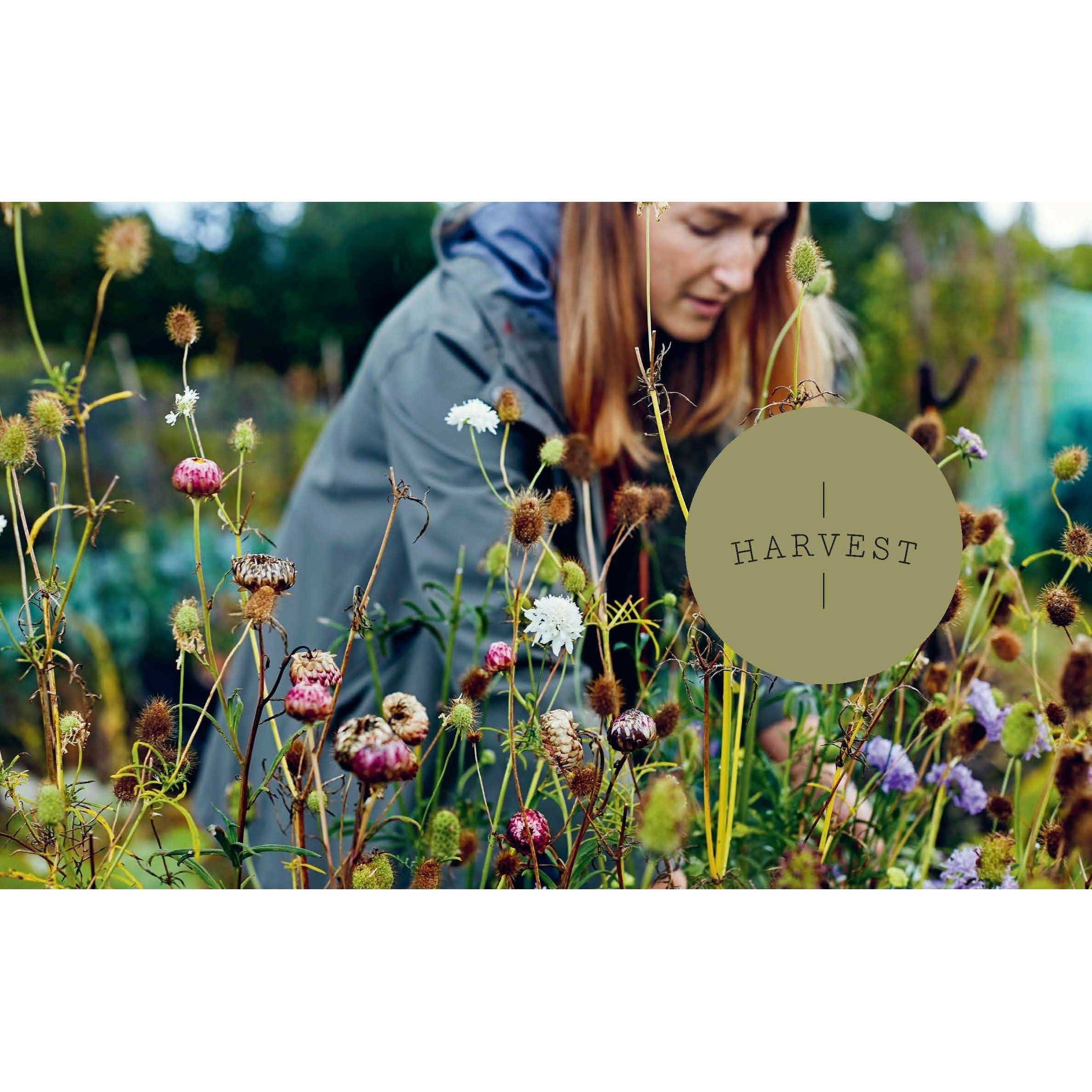 Everlastings