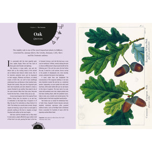 The Witch's Garden | Plants in Folklore, Magic and Traditional Medicine