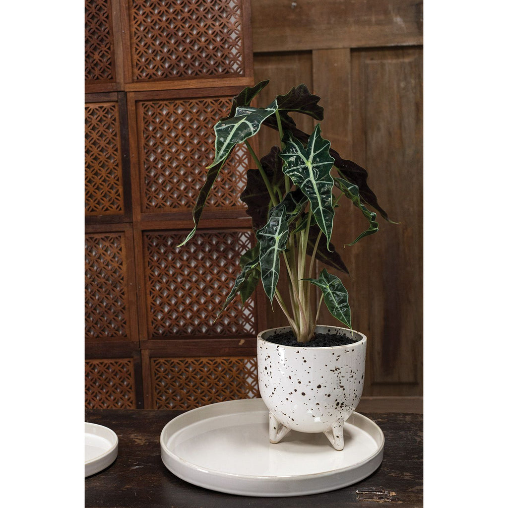 Rossi Saucer