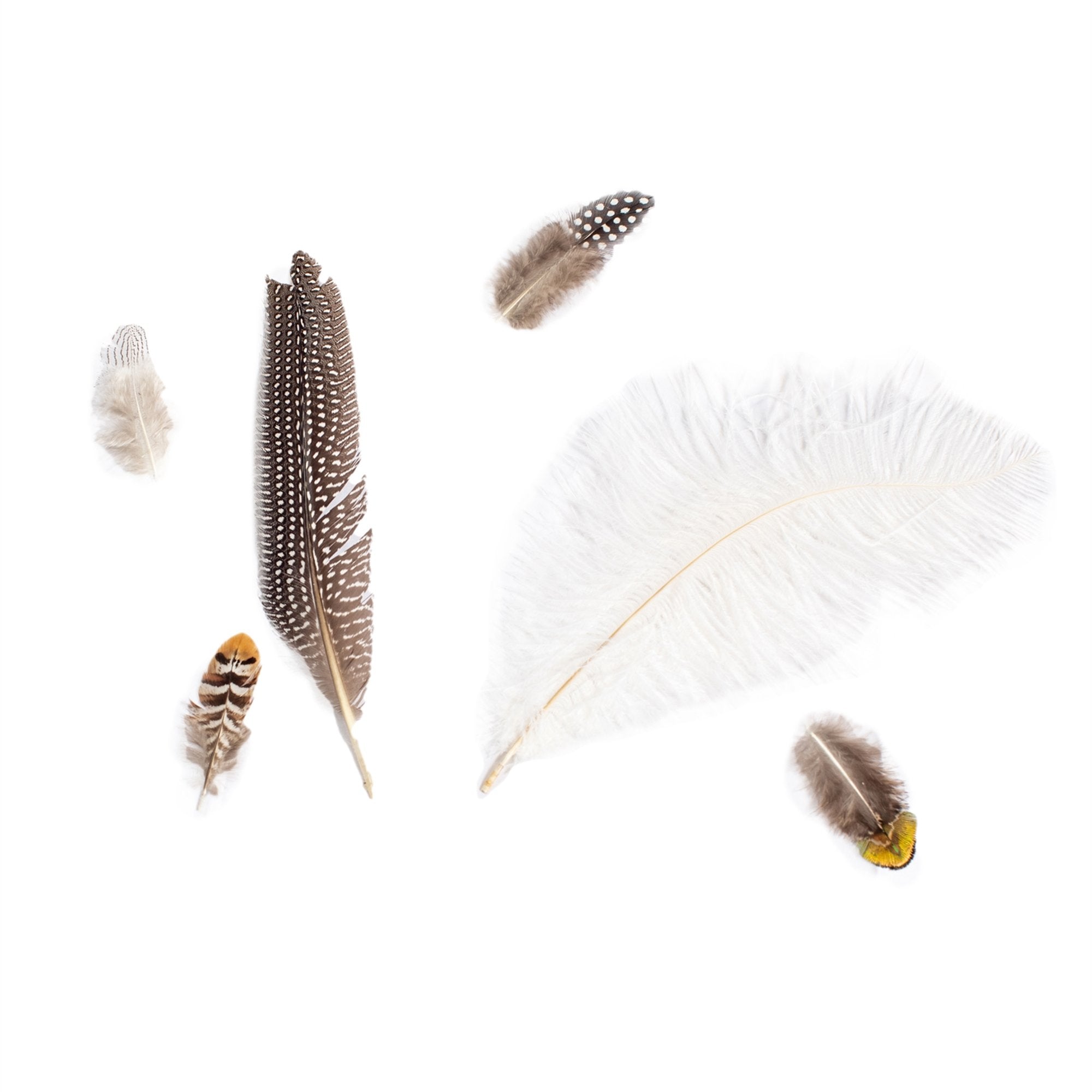 Plume Collection - 1st Edition