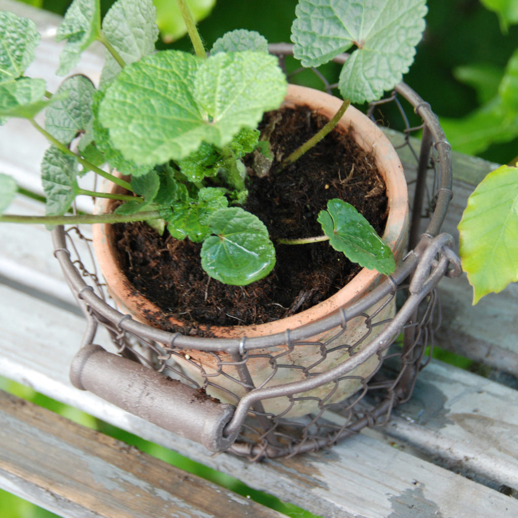 Aged Terracotta Pot w/Natural Mosses
