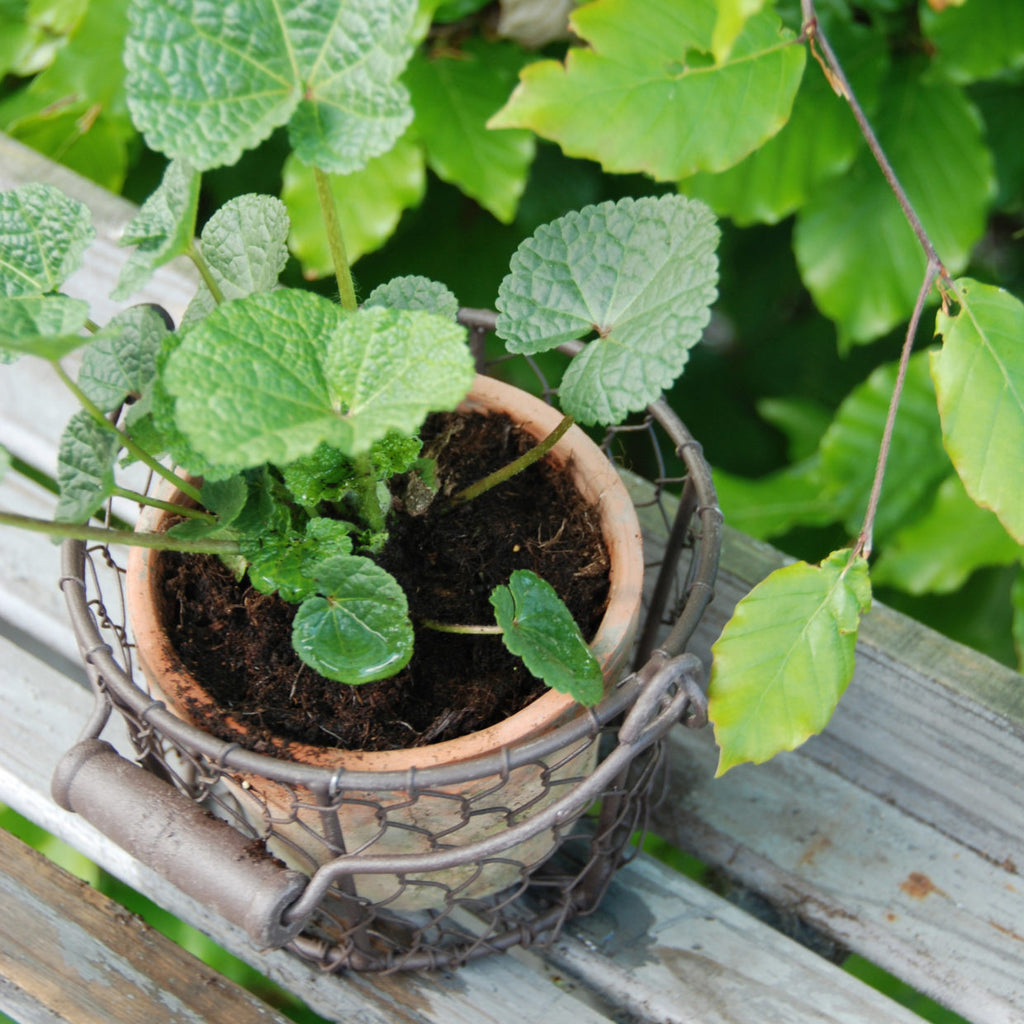 Aged Terracotta Pot w/Natural Mosses
