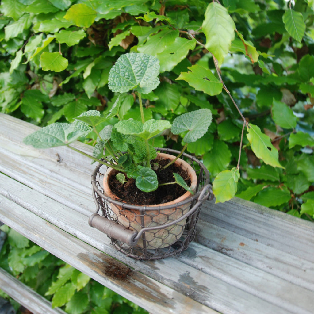 Aged Terracotta Pot w/Natural Mosses