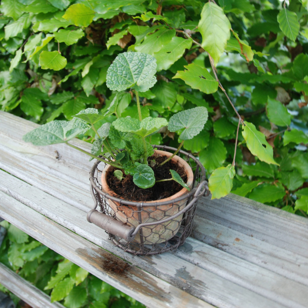 Aged Terracotta Pot w/Natural Mosses