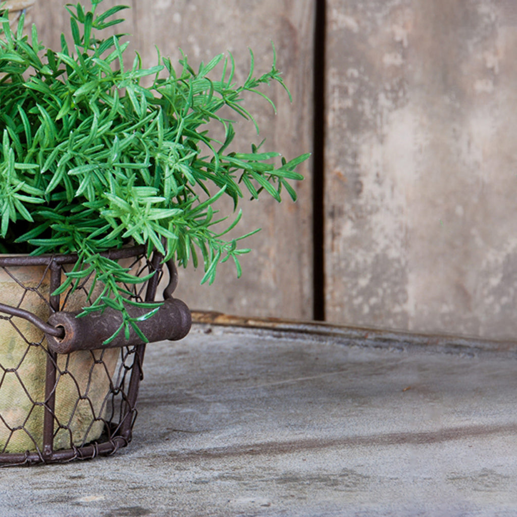 Aged Terracotta Pot w/Natural Mosses