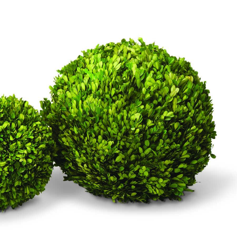 Giant Preserved  Boxwood Ball