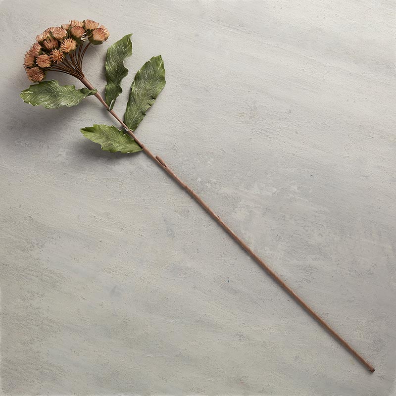 Botanica #003