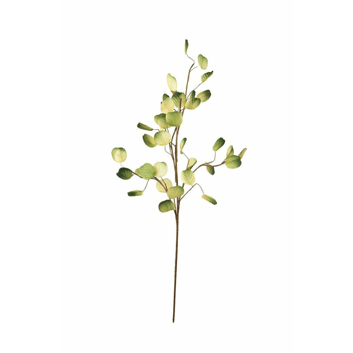 Botanica #3293