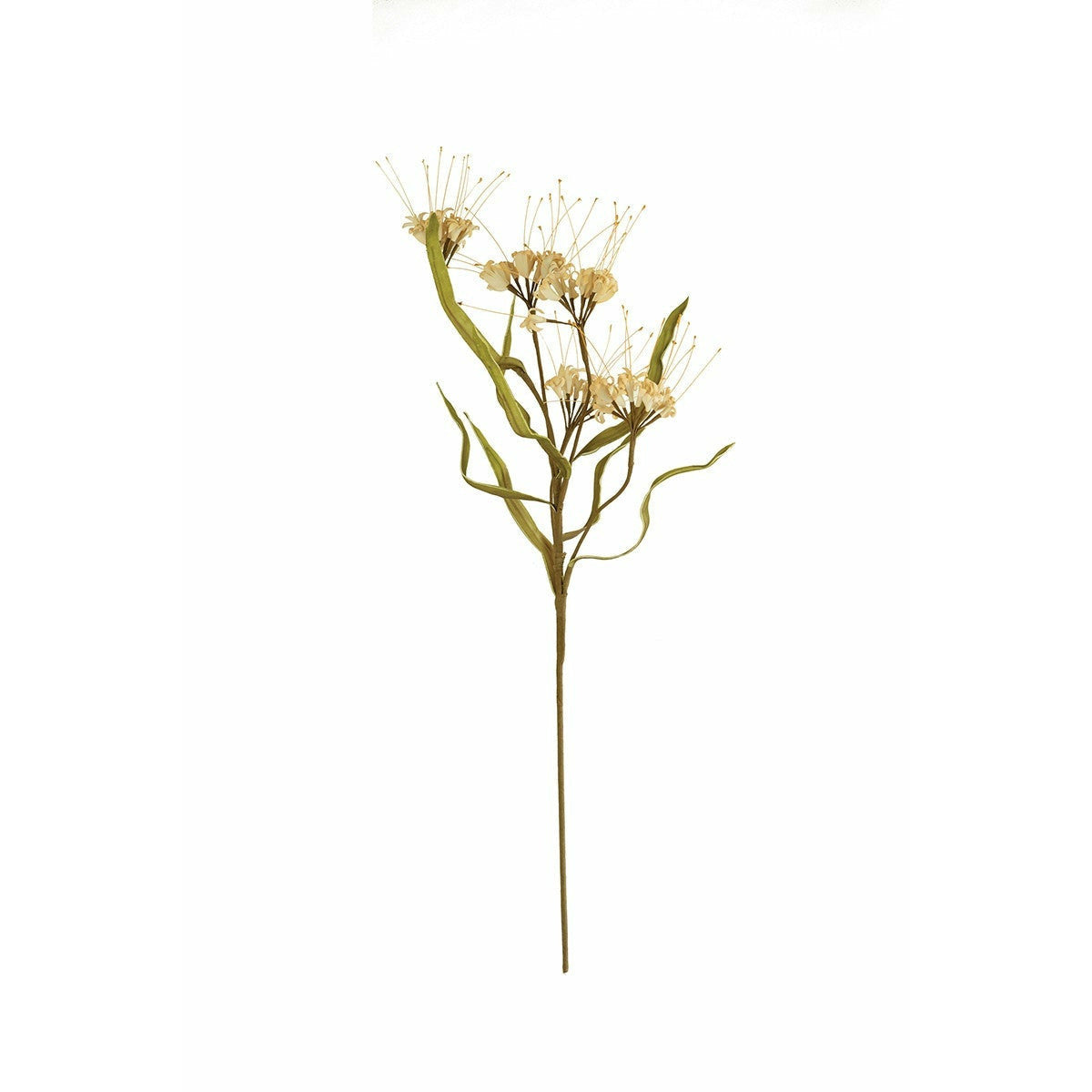 Botanica #2516