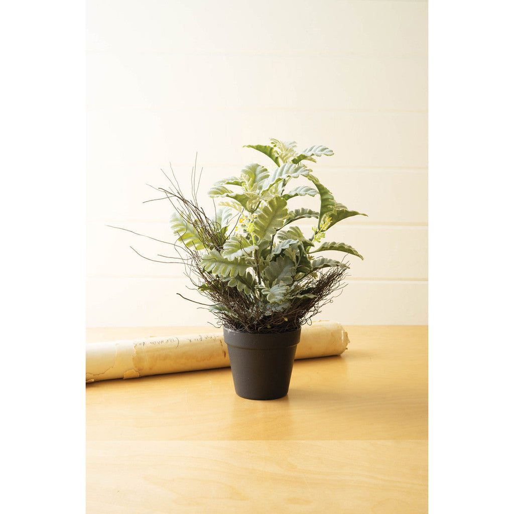 Faux Dusty Miller Plant in Black Pot