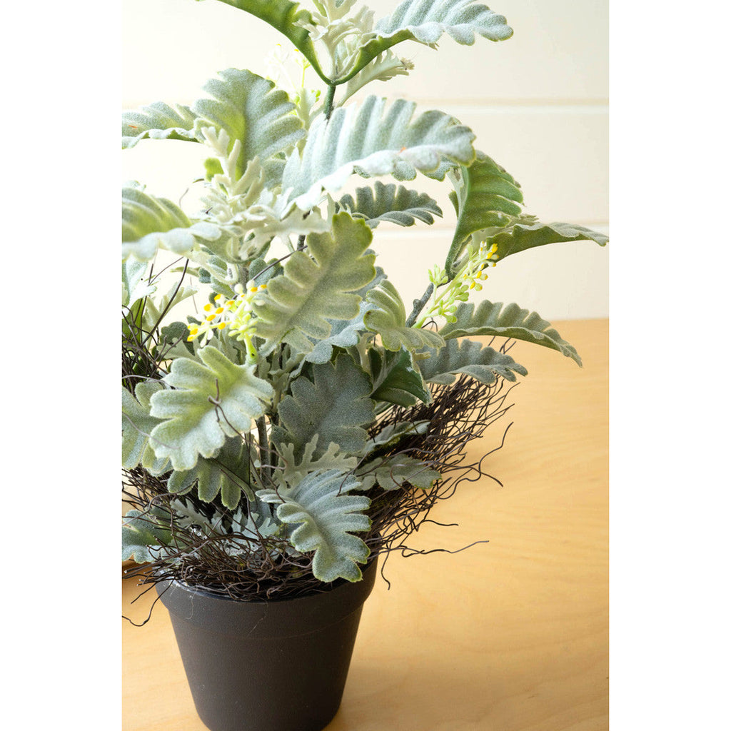 Faux Dusty Miller Plant in Black Pot