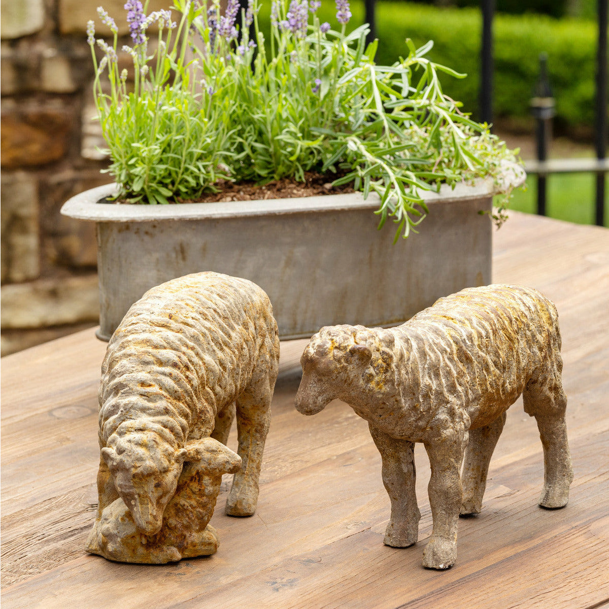 Country Sheep Family