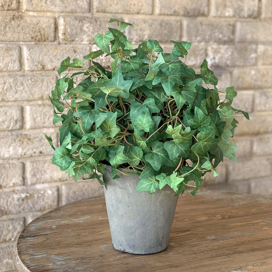 Classic Ivy Ball Topiary - 12"