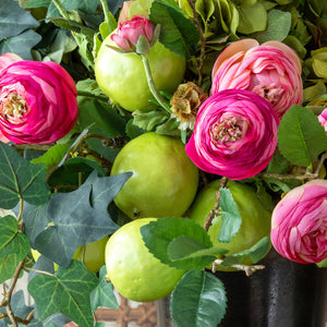 Summer Ranunculus | Pink Cerise Mix