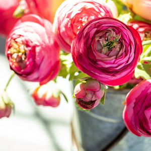 Summer Ranunculus | Pink Cerise Mix