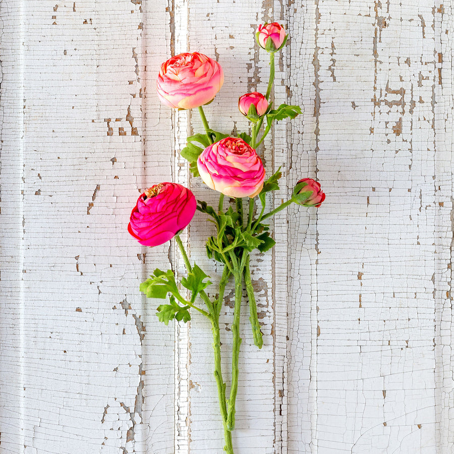 Summer Ranunculus | Pink Cerise Mix