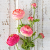 Summer Ranunculus | Pink Cerise Mix