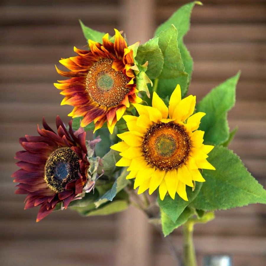 Crafted Sunflower Stem Collection - 3 Assorted Colors