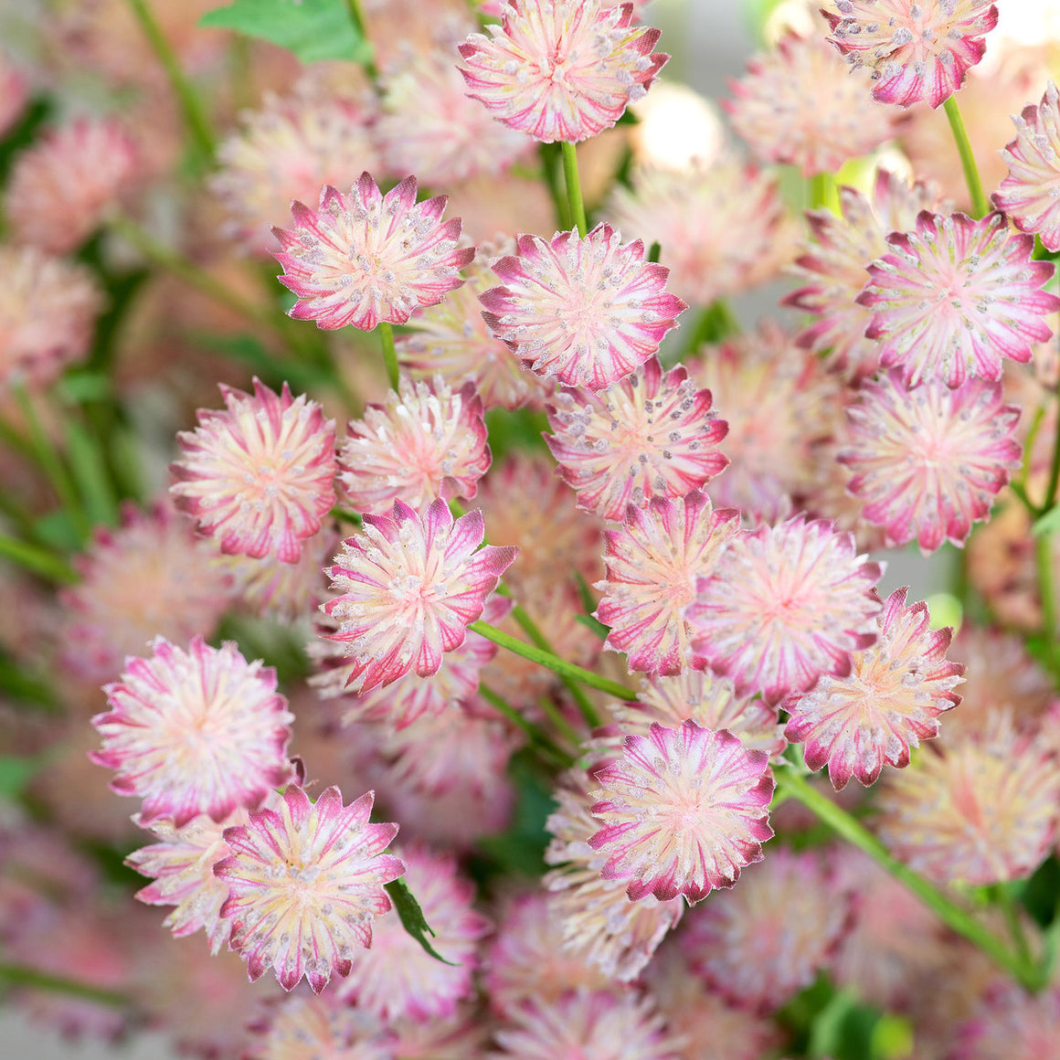 Astrantia Stem