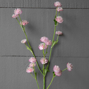 Astrantia Stem