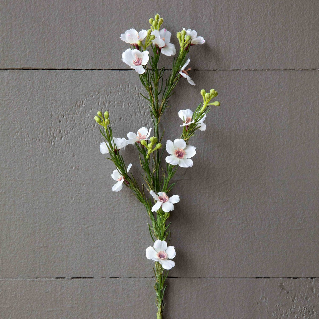 Waxflower Stem Blush