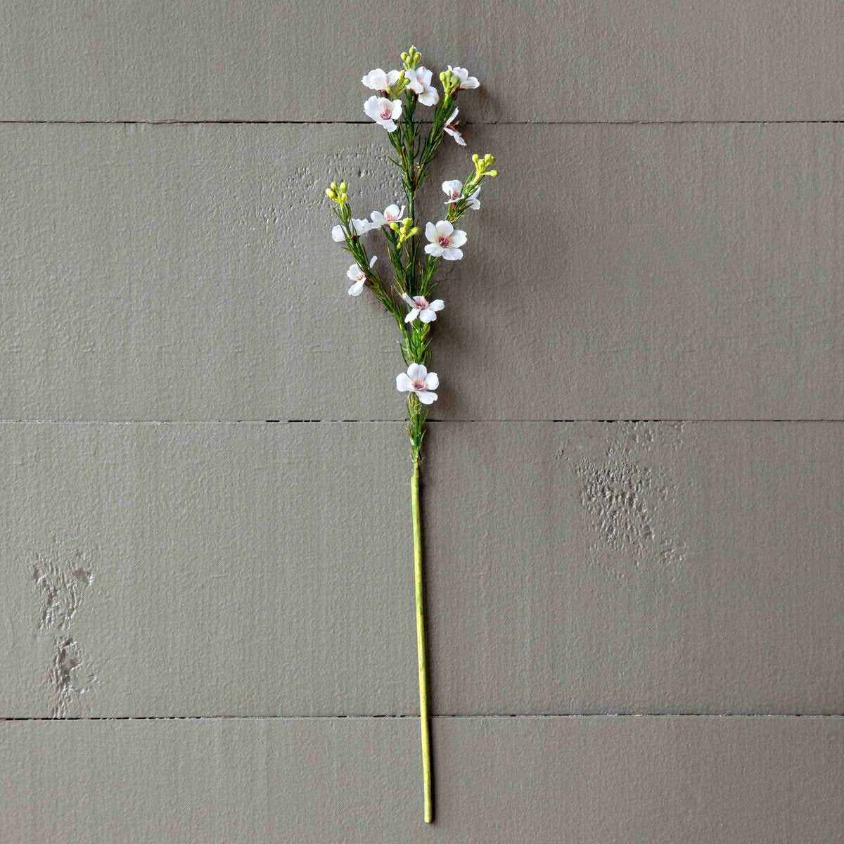 Waxflower Stem Blush