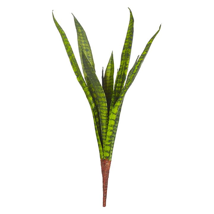 Snake Plant Stem