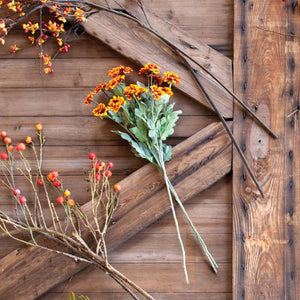 Chrysanthemum Stem