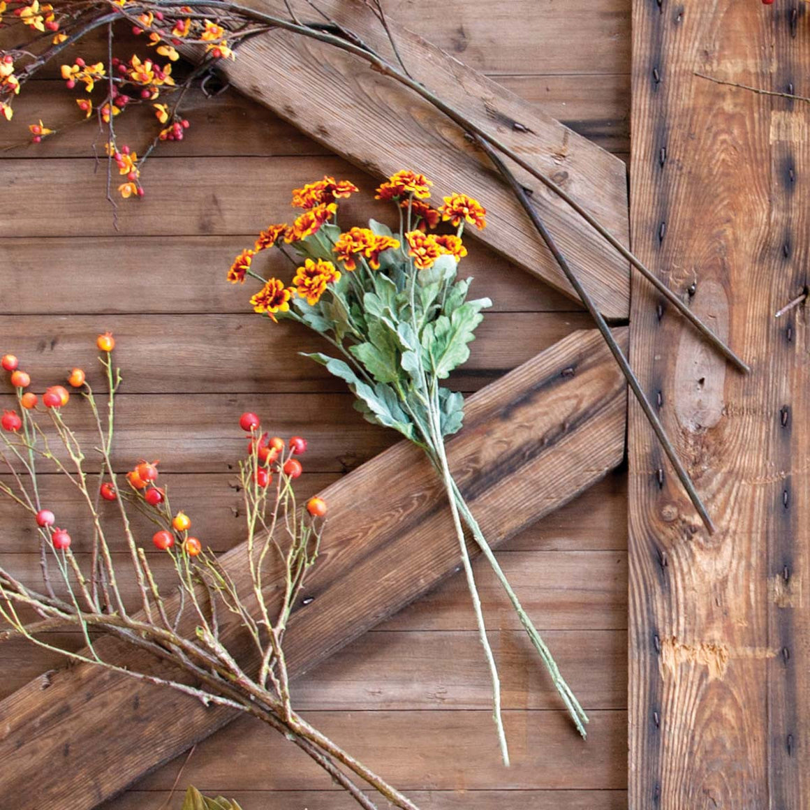 Chrysanthemum Stem